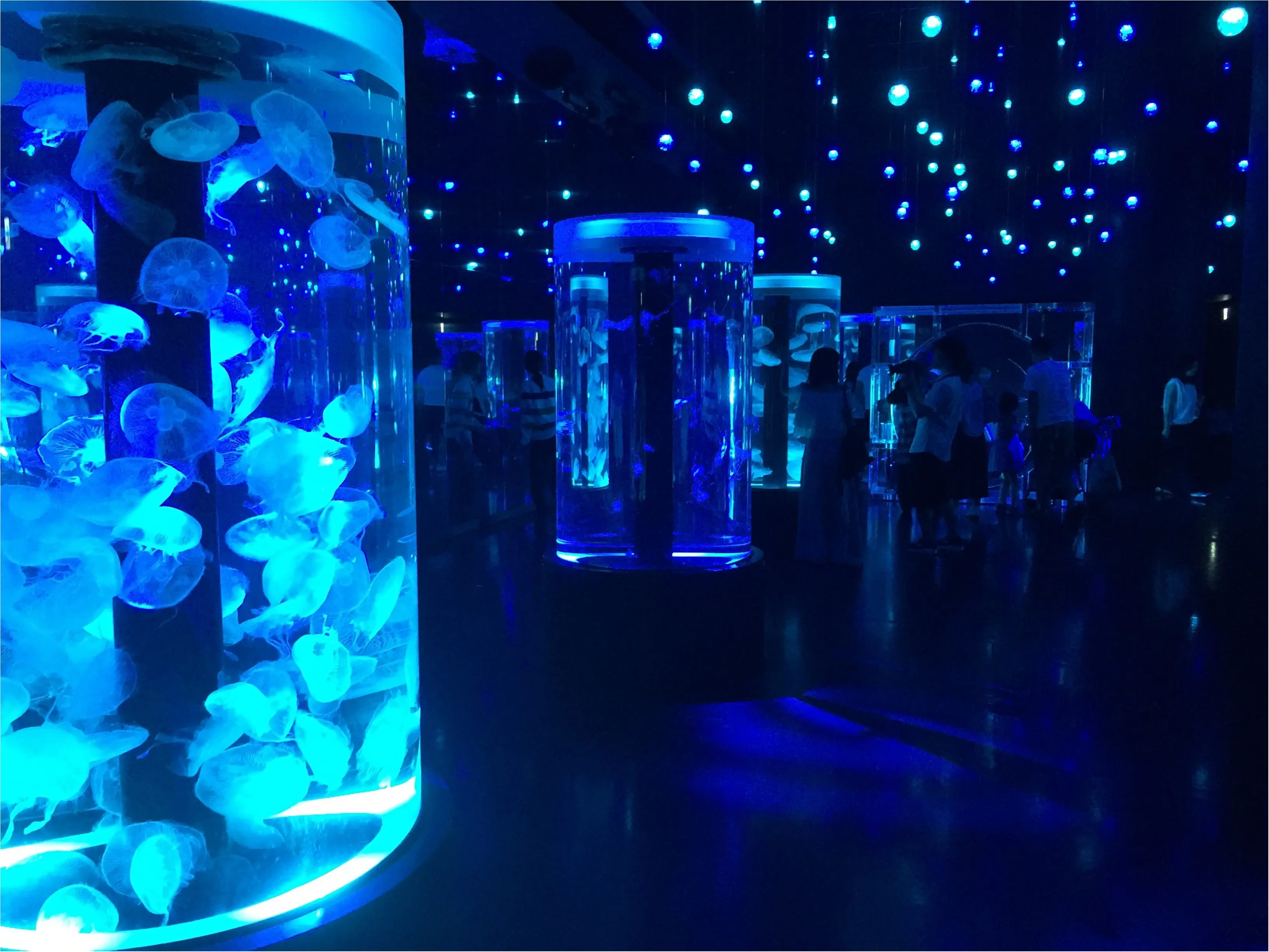 昼と夜でイルカショーが変わる!?光・音・映像と海の生き物のコラボレーション ✨《*アクアパーク品川*》の魅力☆★ _9