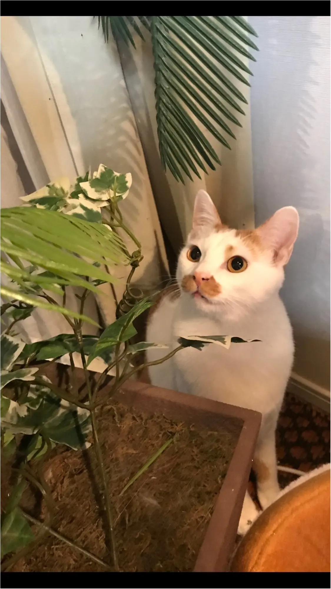 【今日のにゃんこ】気になっちゃう! 観葉植物とラビくん_1