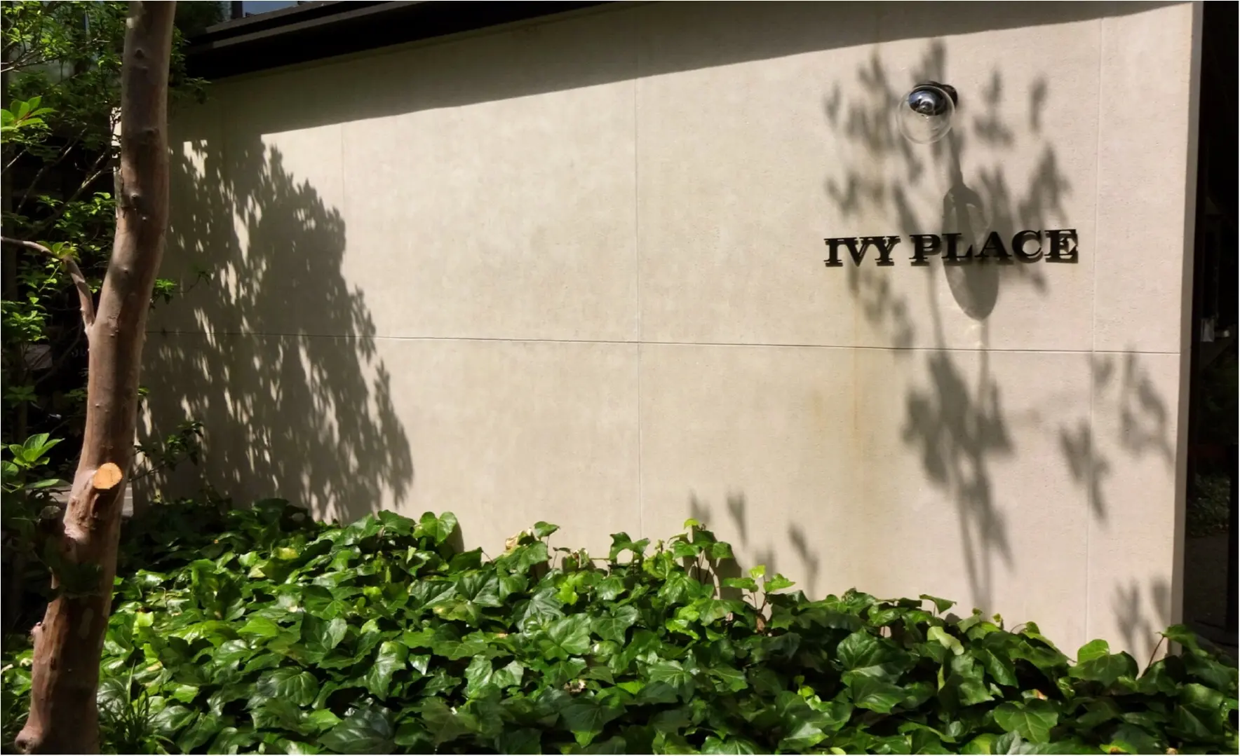 代官山で人気のパンケーキ『IVY PLACE』へ行ってきました〜!_1