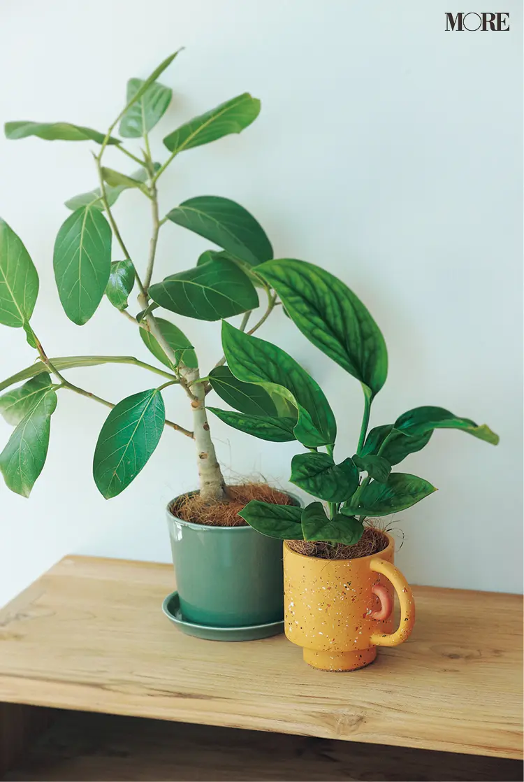 『BOTANIKA OBJECTS』『HAY』のプランター