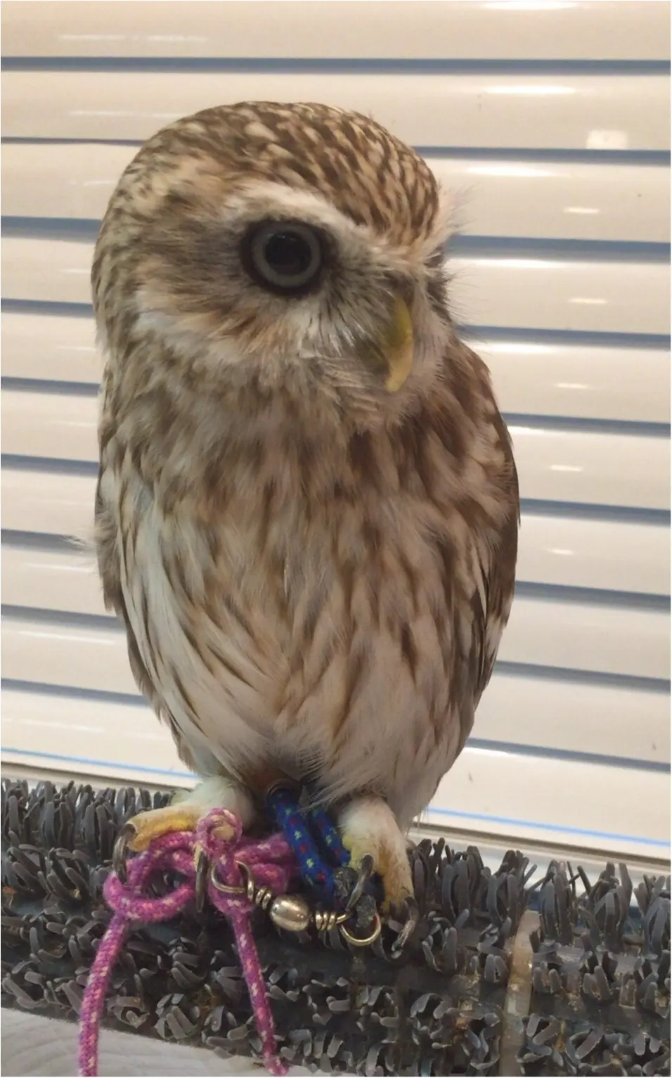 週末の疲れに癒しを...手乗りサイズがかわいすぎる♡【*ふくろうカフェ*】の写真たち☺︎_12