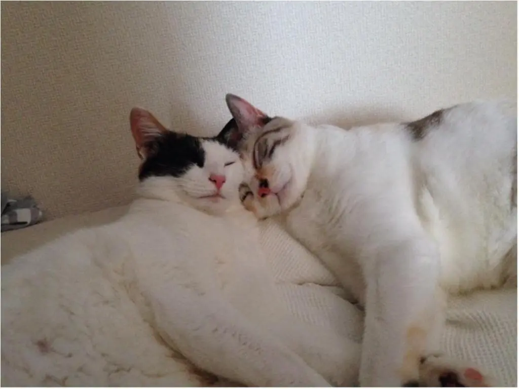 【今日はにゃんにゃんの日】「今日のにゃんこ。」まとめ❤_3