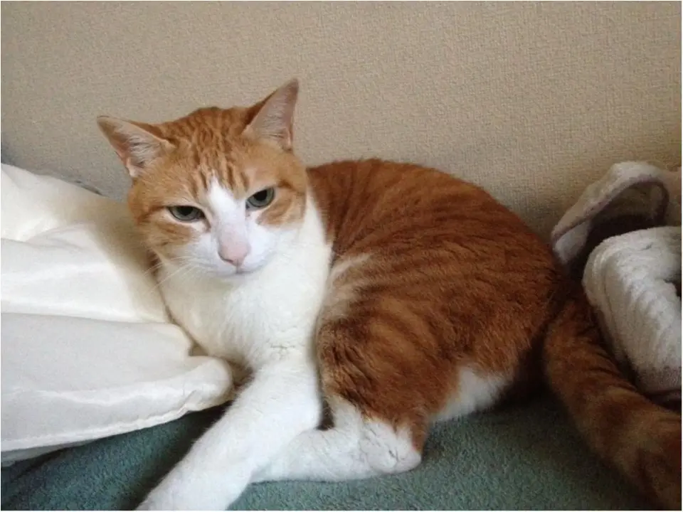 猫好き集まれっ♡ 今日のにゃんこ✳︎モアハピver♡_4