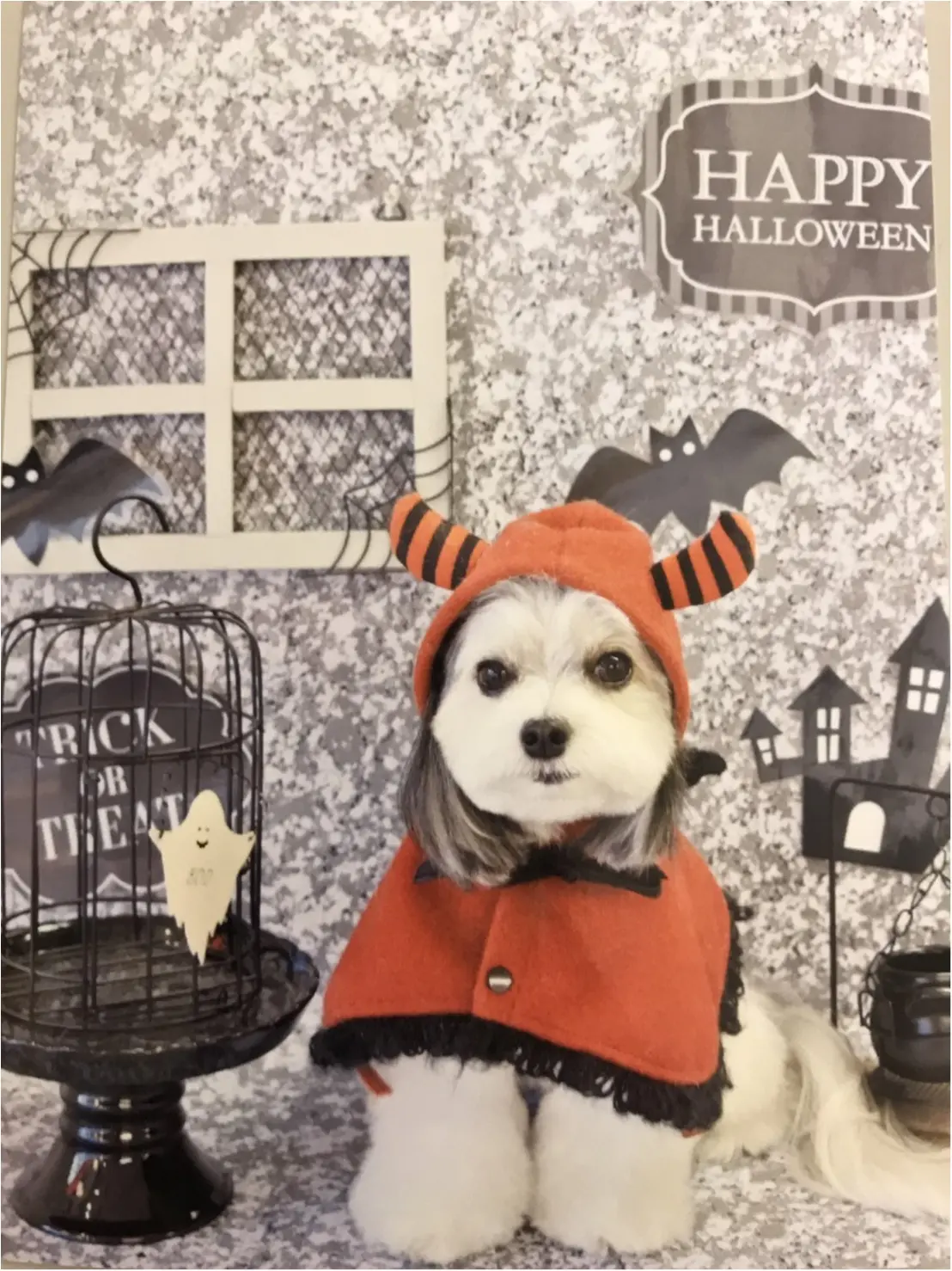 【今月のわんこ】チワワとマルチーズのミックス犬・太郎くんのコスプレ5選! ハロウィンの参考にしてみて♬_2