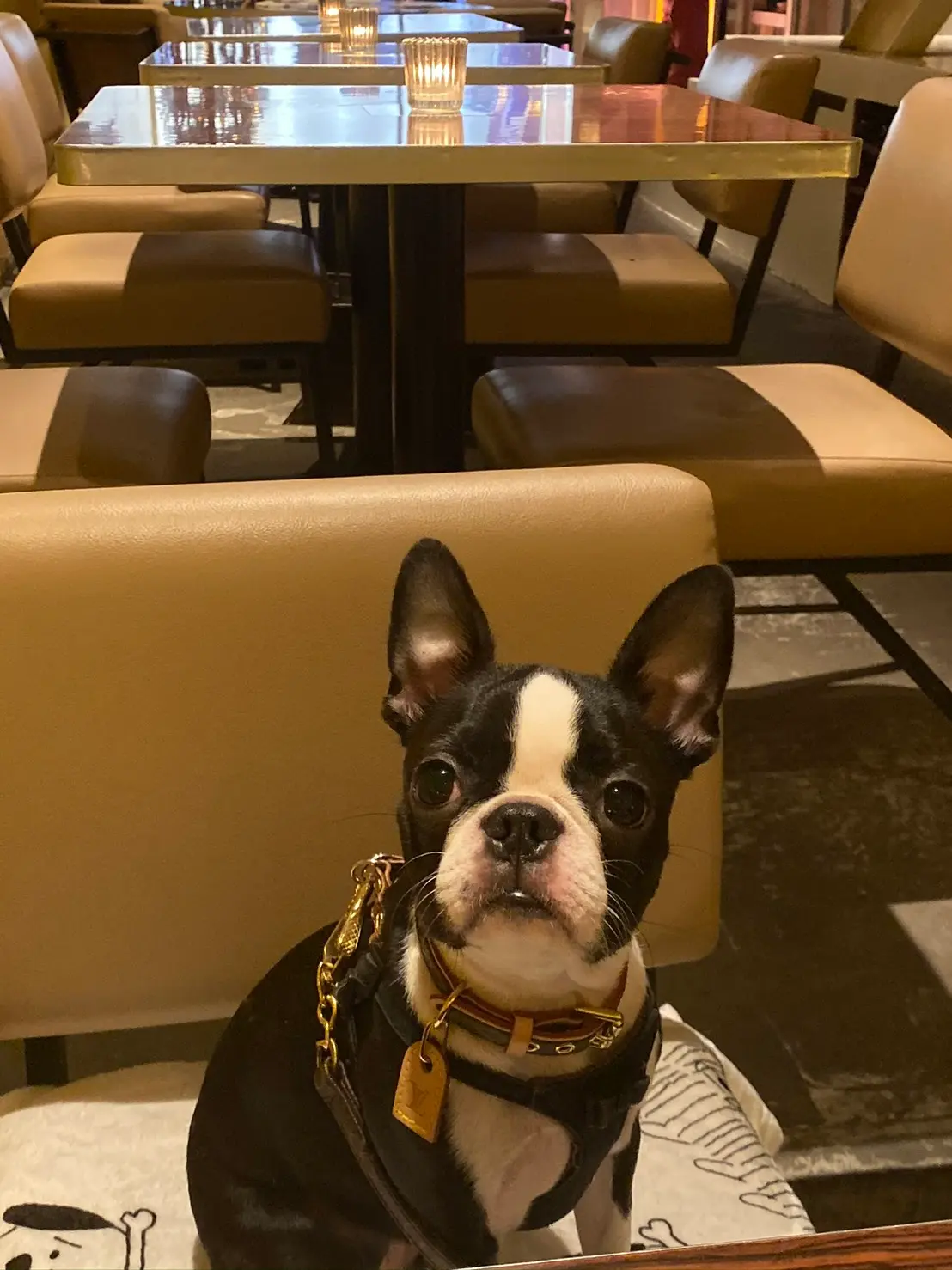 おしゃれなカフェにきた犬・へちまちゃん