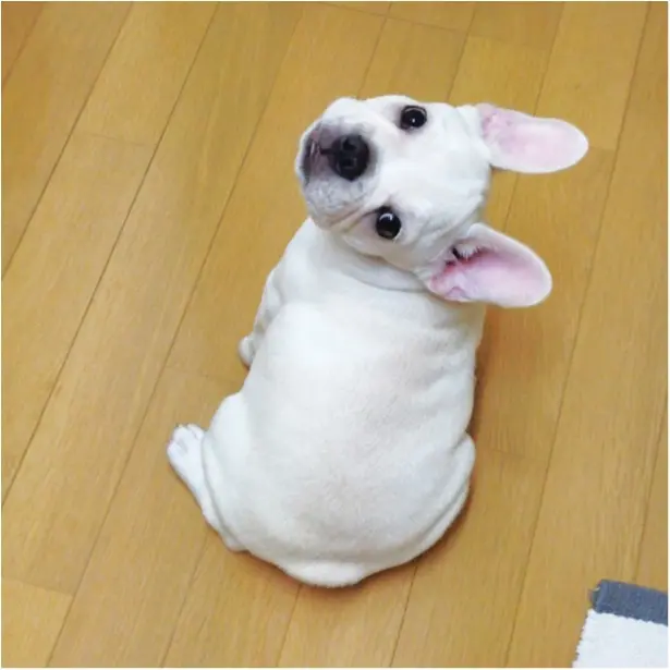 【今日のわんこ】うさちゃんみたいなお耳♪ フレブル・ぶんちんくんの赤ちゃん時代に胸キュン_1