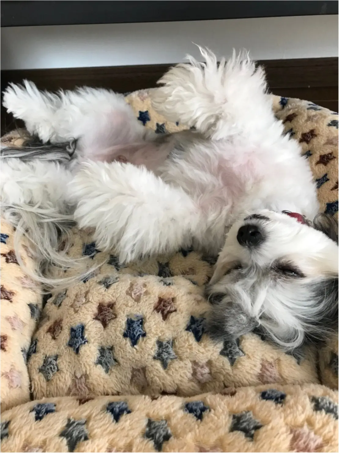 【今日のわんこ】お腹を出して眠る無防備な太郎くん♡_1