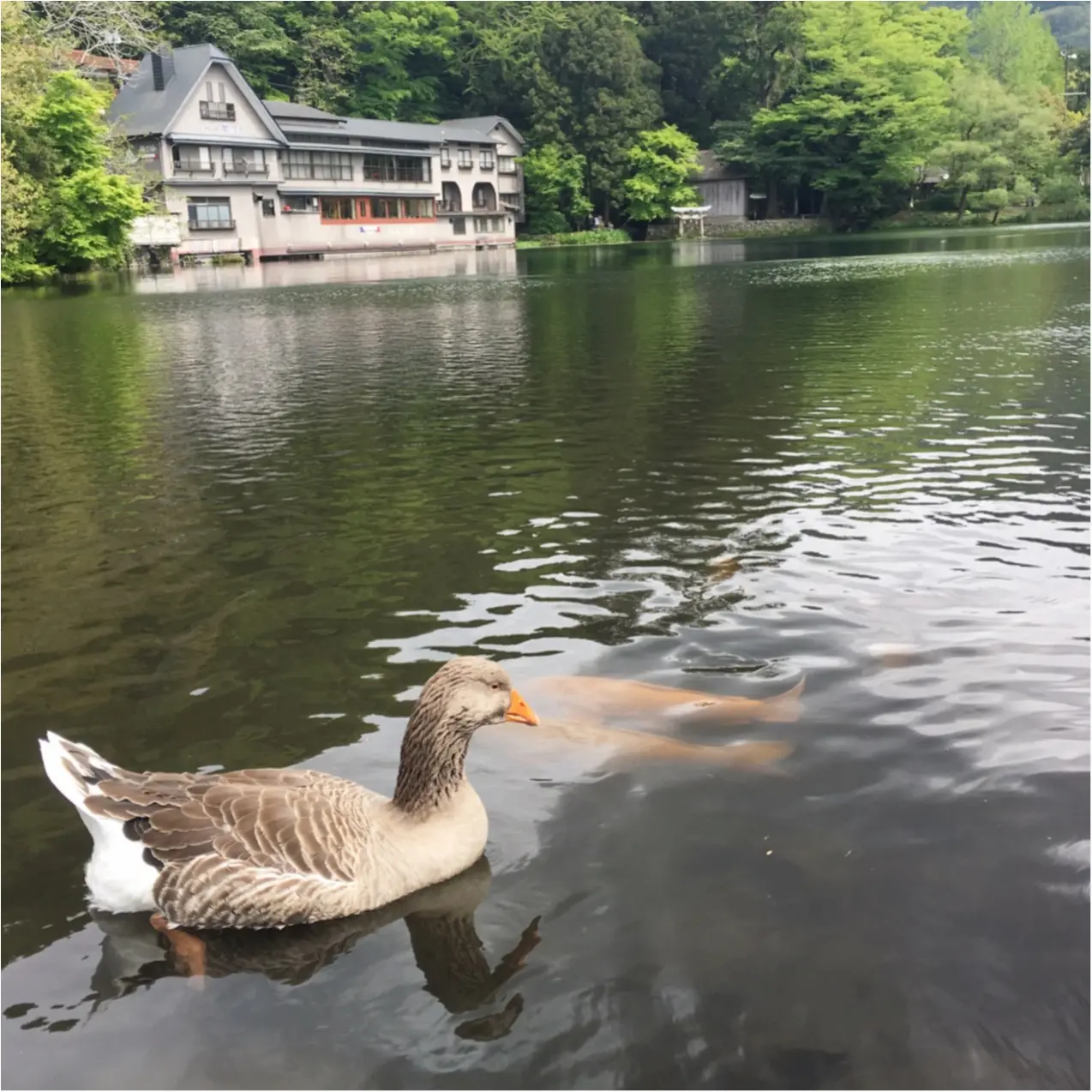 【 湯布院 】オススメ♪湖をながめながらゆっくりできるおしゃれなカフェ♡_2