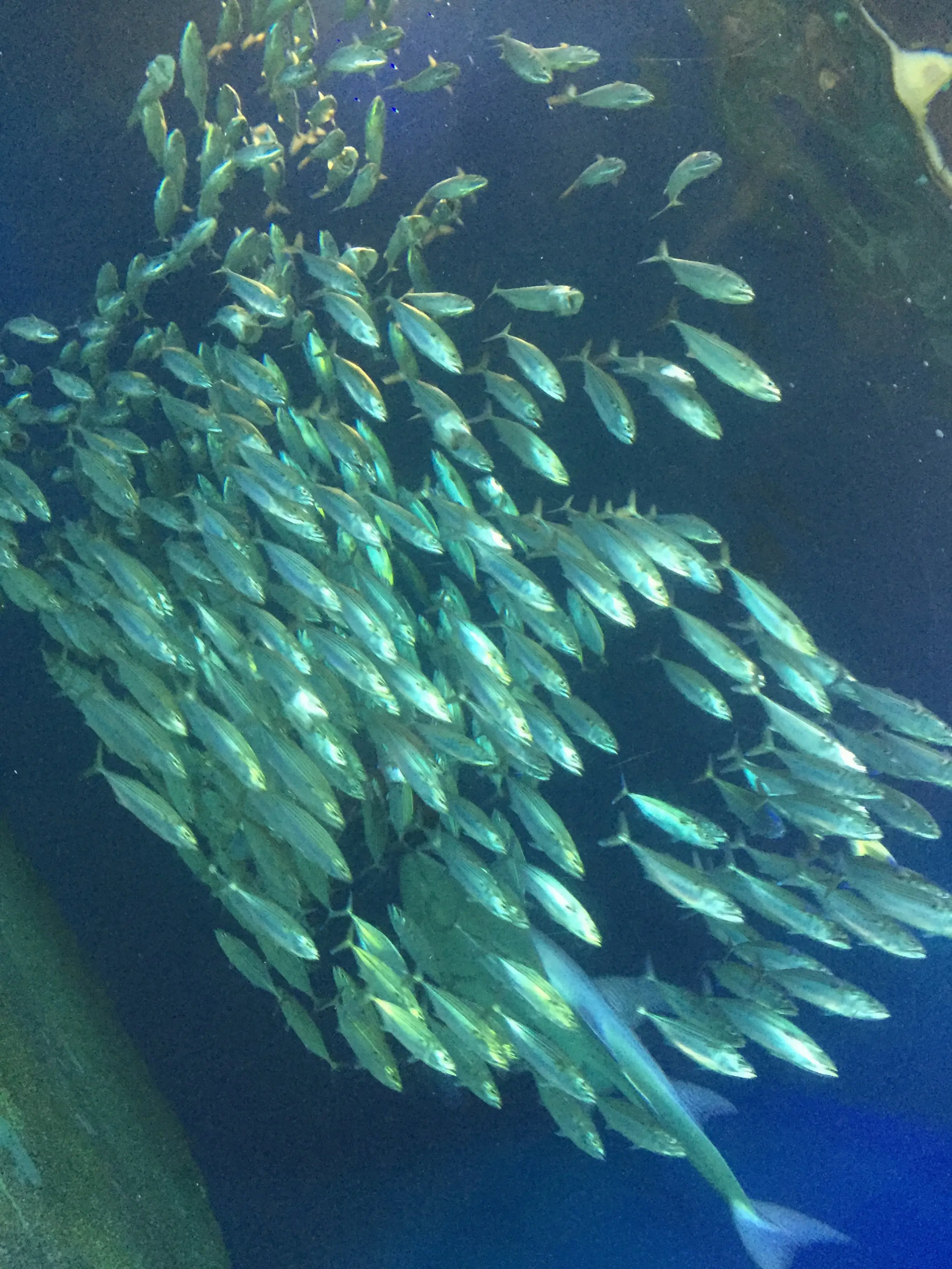 昼と夜でイルカショーが変わる!?光・音・映像と海の生き物のコラボレーション ✨《*アクアパーク品川*》の魅力☆★ _12