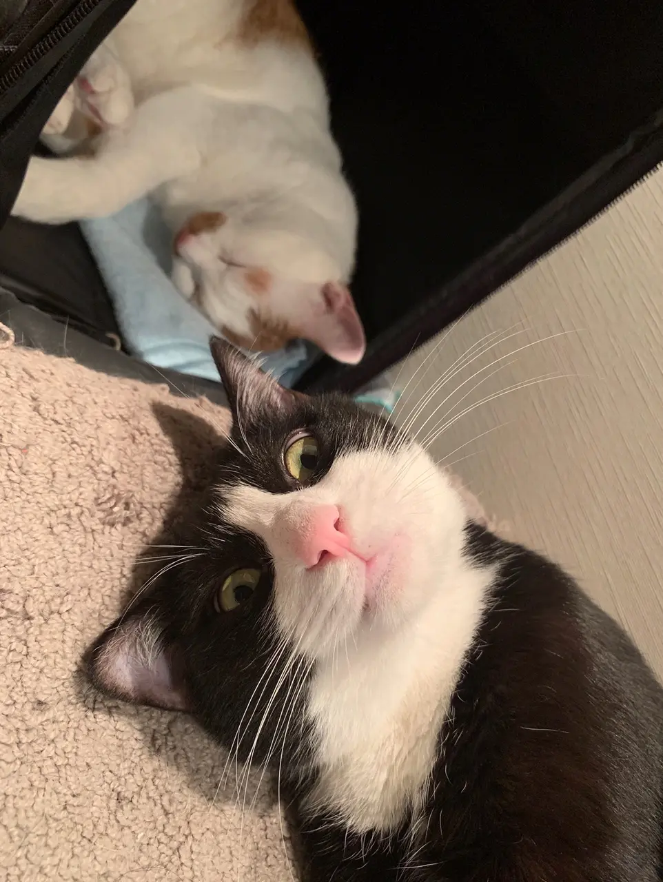 【今日のにゃんこ】にゃぁ? 喧嘩売ってんのにゃあ? パンチのきいたルウくん_1