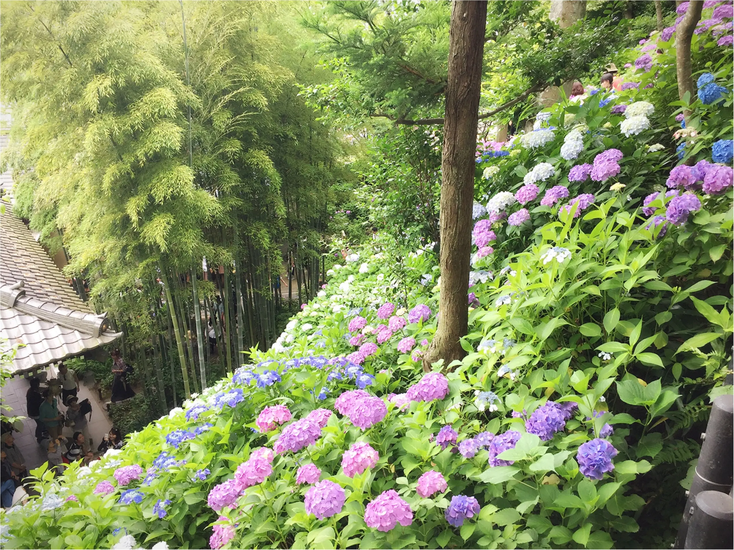 週末鎌倉さんぽ。今が見頃!紫陽花を見に長谷寺へ行ってきました♡*_4