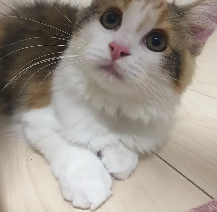 【今日のにゃんこ】にゃにみてるの......? な万里ちゃん_1