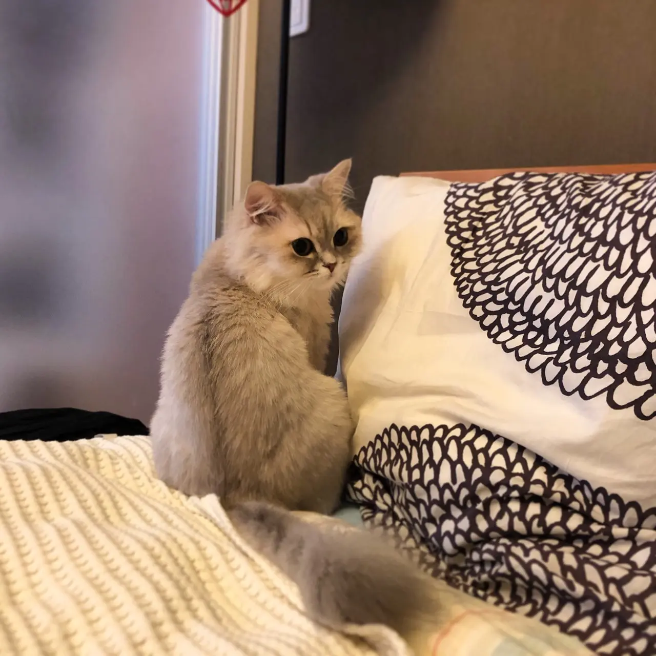 【今日のにゃんこ】実は? やっぱり? ツンデレココンちゃん_1