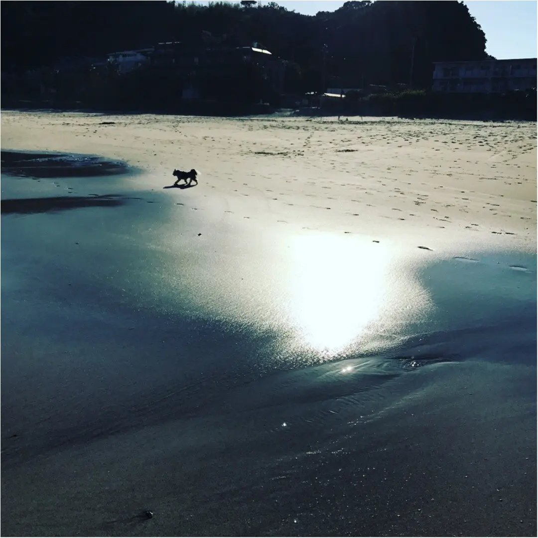 【今日のわんこ】フォトジェニック♡ 太郎くんと海♪_1