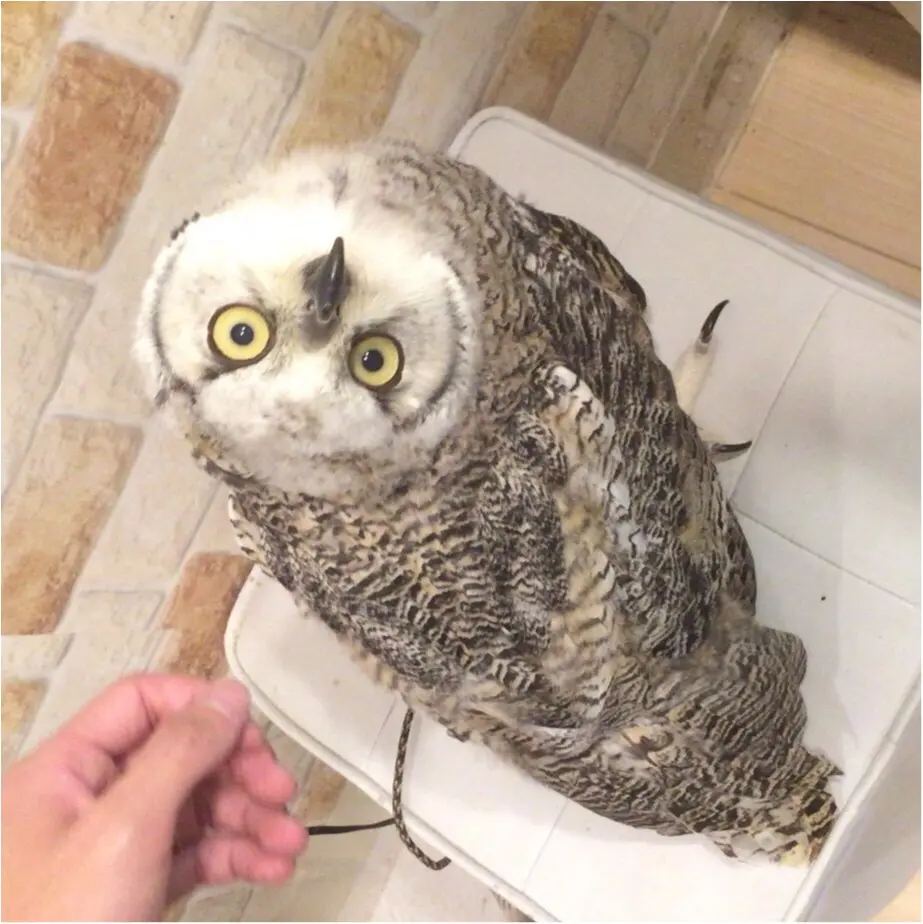 週末の疲れに癒しを...手乗りサイズがかわいすぎる♡【*ふくろうカフェ*】の写真たち☺︎_11