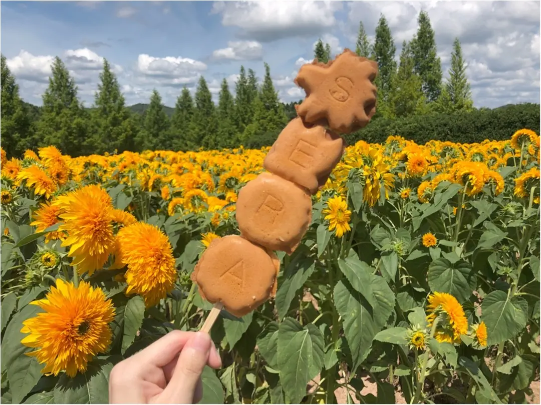 美しい夏の絶景♡ 100万本のひまわりが一面に広がる『ひまわり畑』が見たい♡♡_5