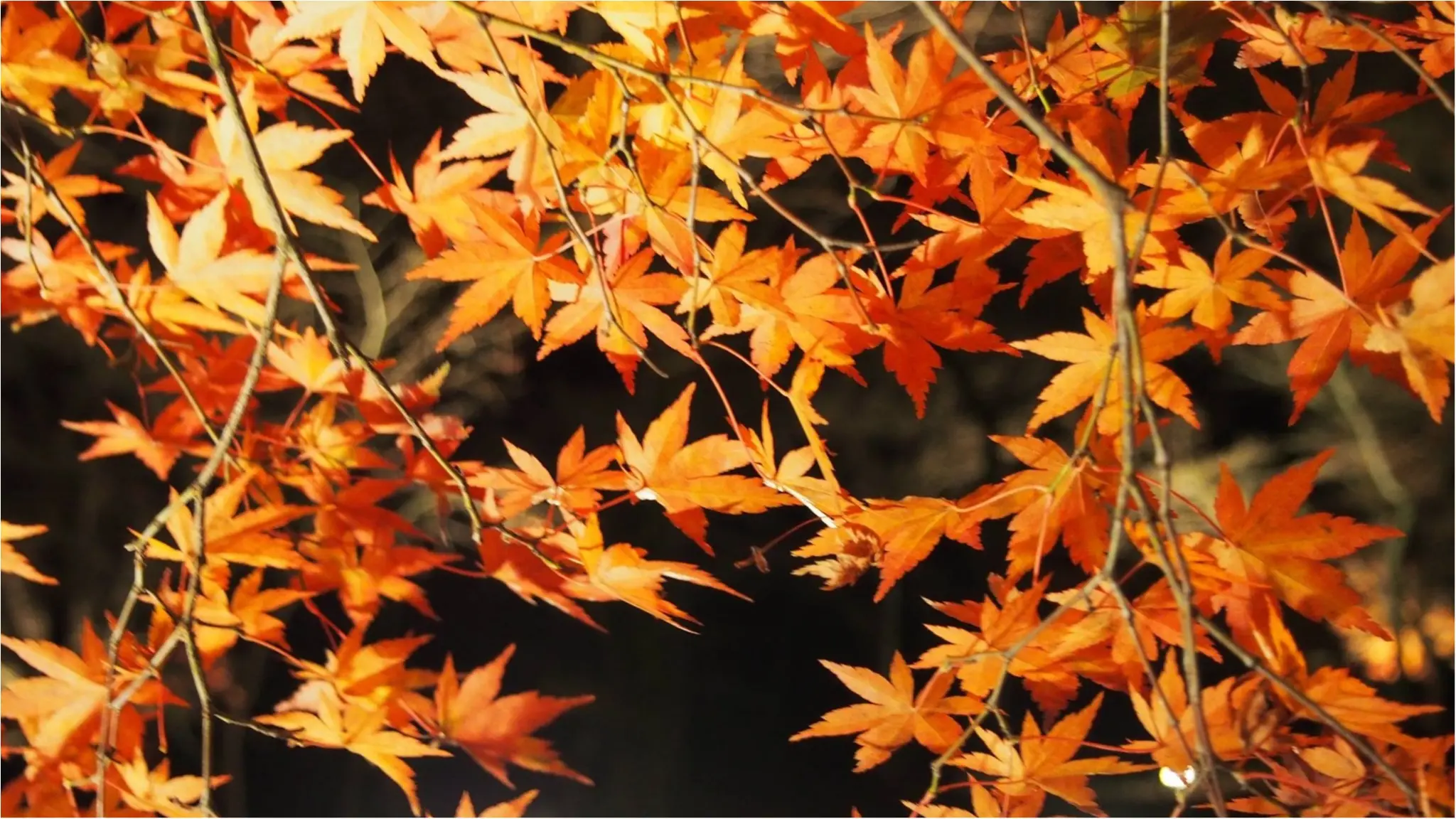 紅葉を満喫♩都心から二時間のとっておきの癒しスポット・秩父長瀞へ!_1