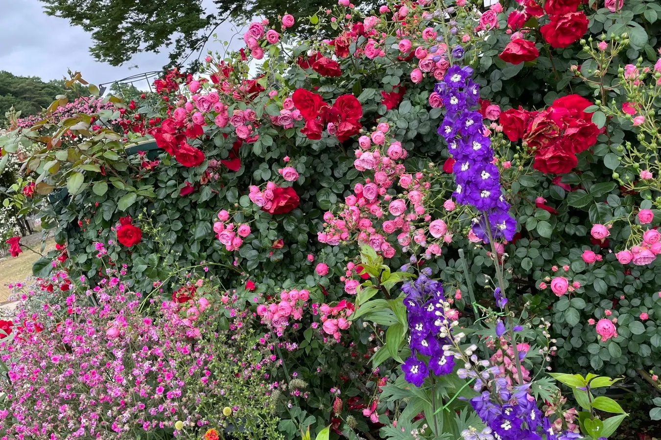 【薔薇満開】あしかがフラワーパークに行ってきました_8
