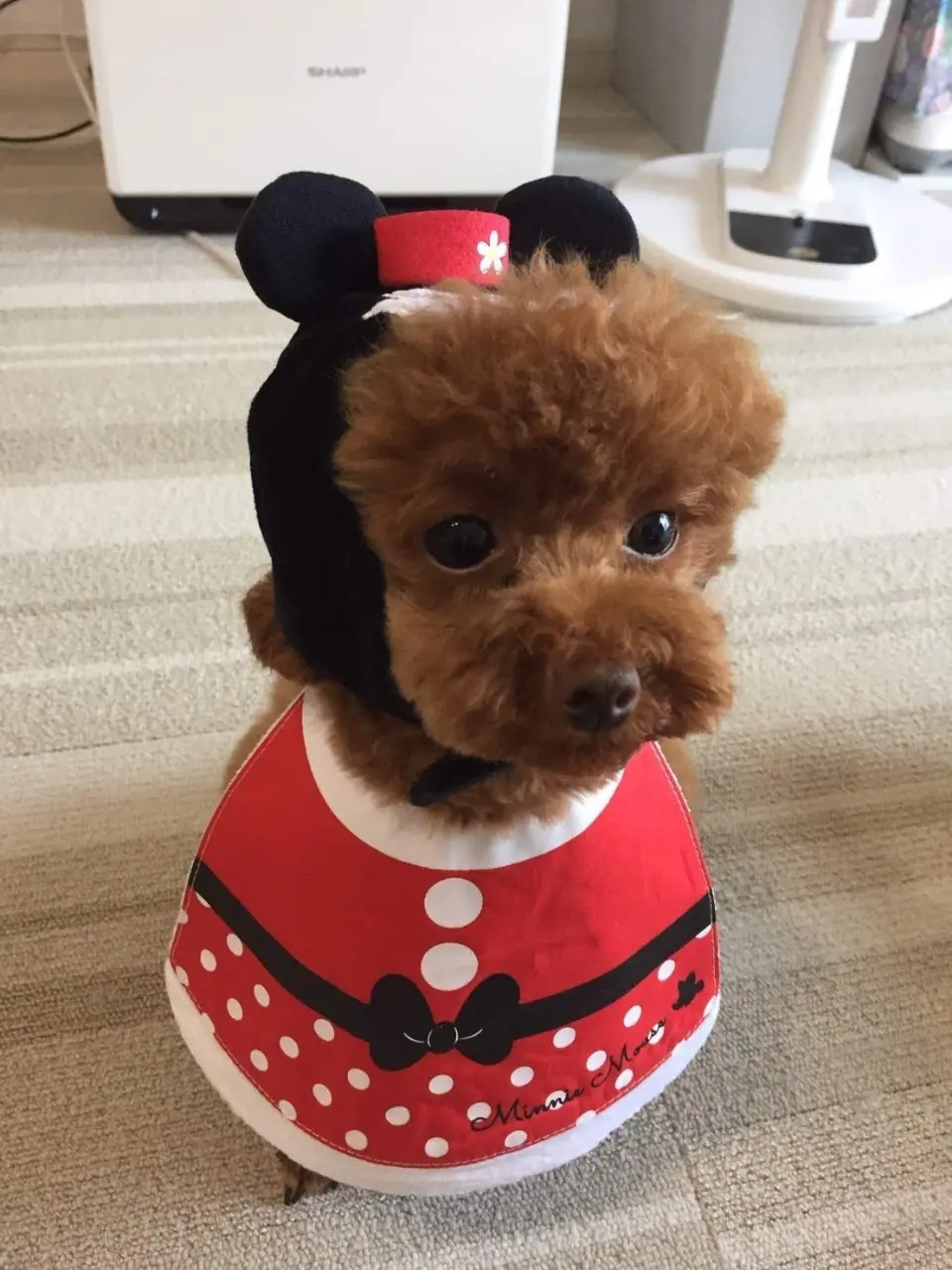 【今日のわんこ】メリークリスマス♡ テテちゃんは、サンタコスじゃなくて……?_1