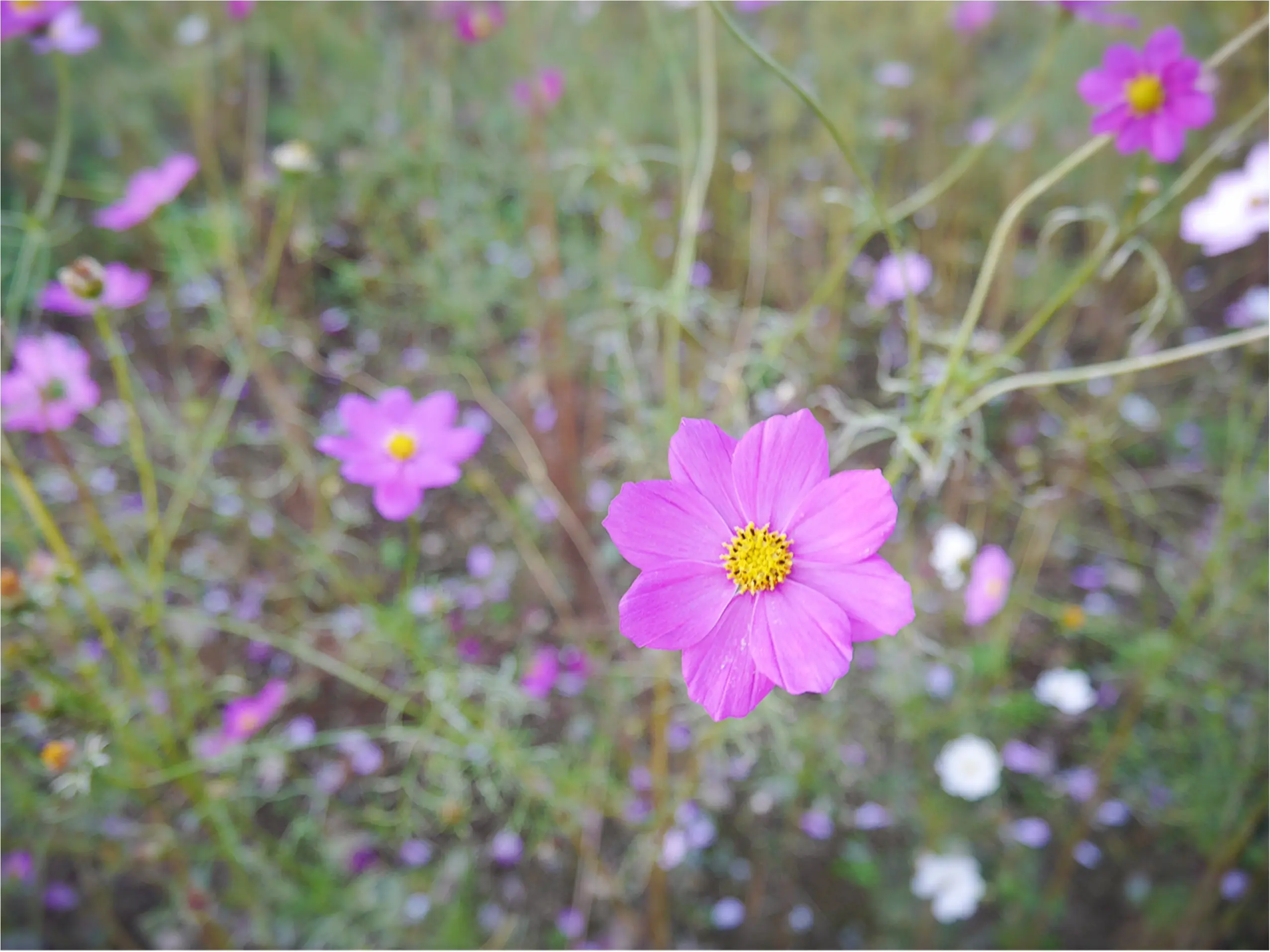 ★晴れた日は、カメラを持って昭和記念公園へ☺︎my camera は『LUMIX』!!_5