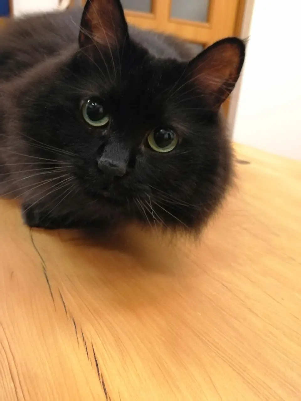 仕事中の飼い主をじっと見つめている猫・ゆらちゃん