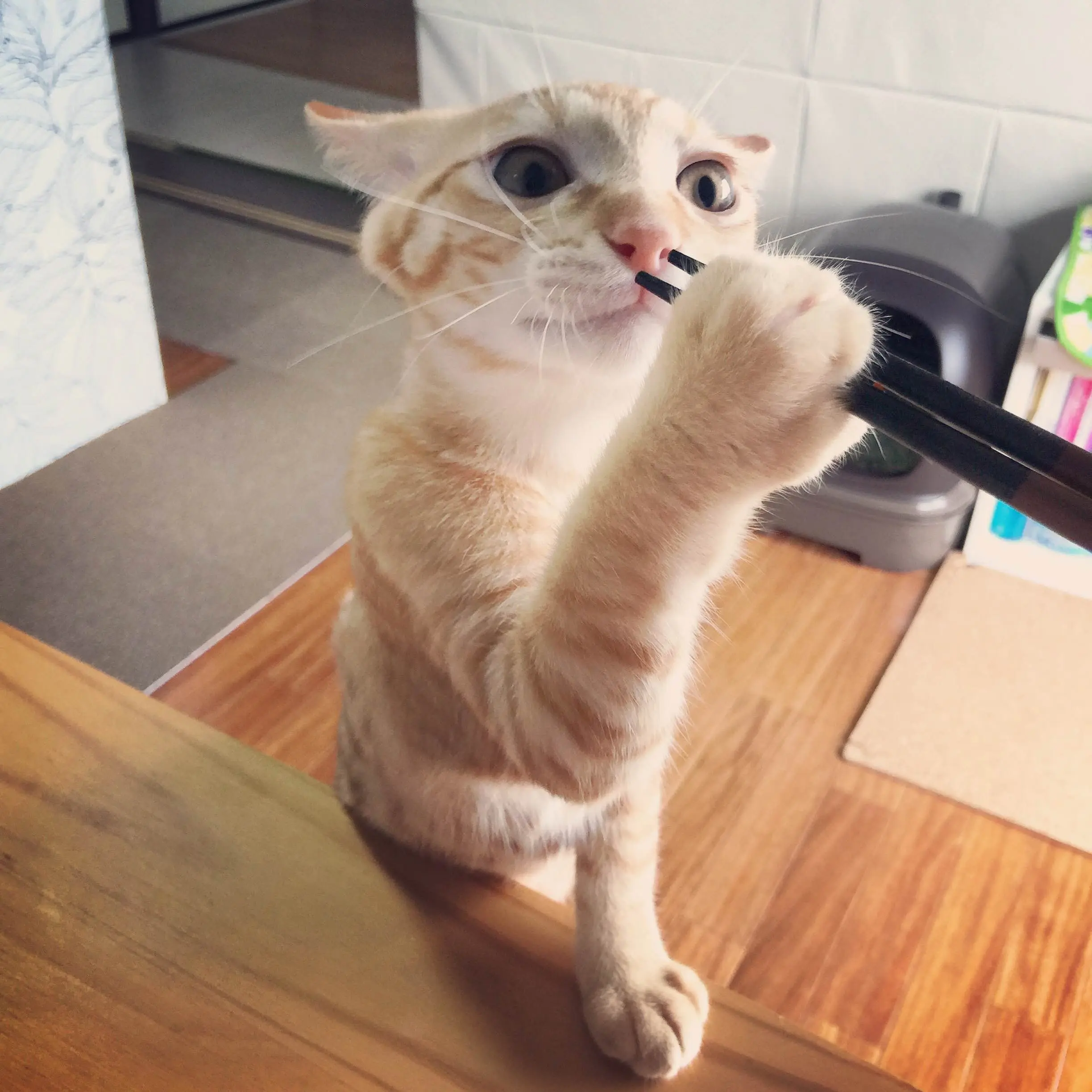 本日のにゃんこ ぽぽくん _1
