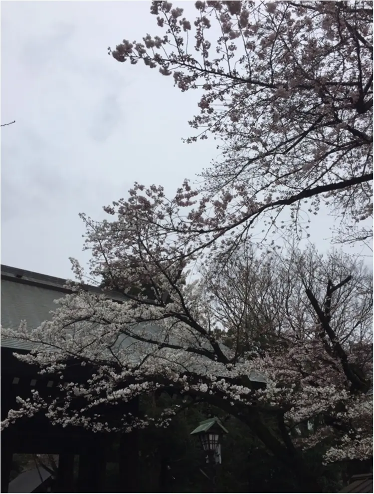 【4/6まで】都内でも七分咲き♪♪*千代田のさくらフェスティバル*に行ってきました✨✨_7