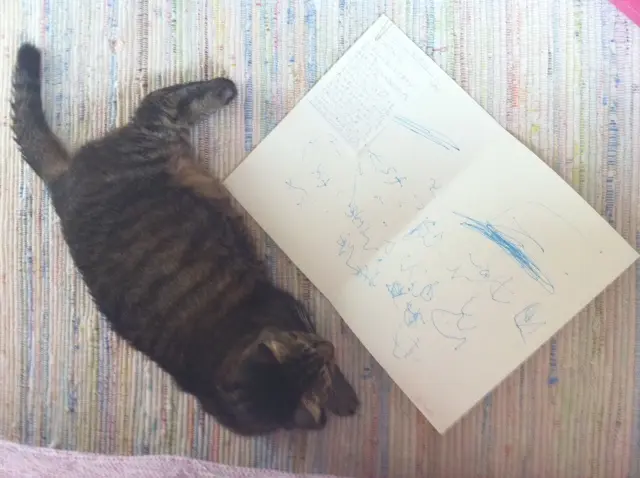 本日のにゃんこ ニャンちゃん_1