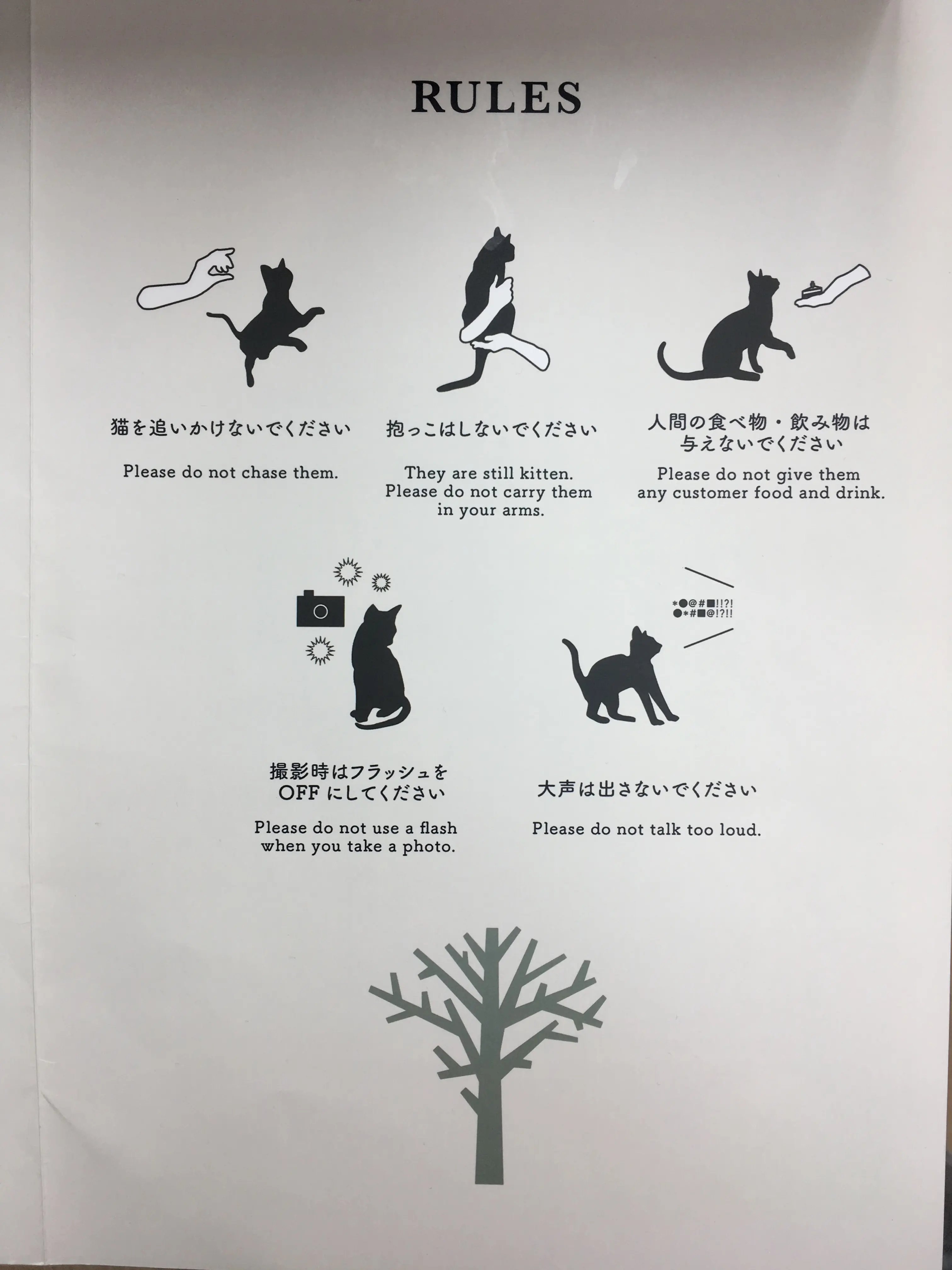 【猫カフェ】渋谷で癒しの猫カフェ♡今ならカワイイ子猫にも会えちゃう♪_2