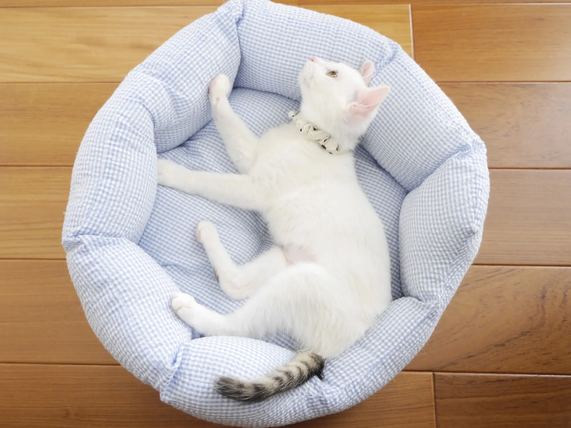 本日のにゃんこ しっぽちゃん_1