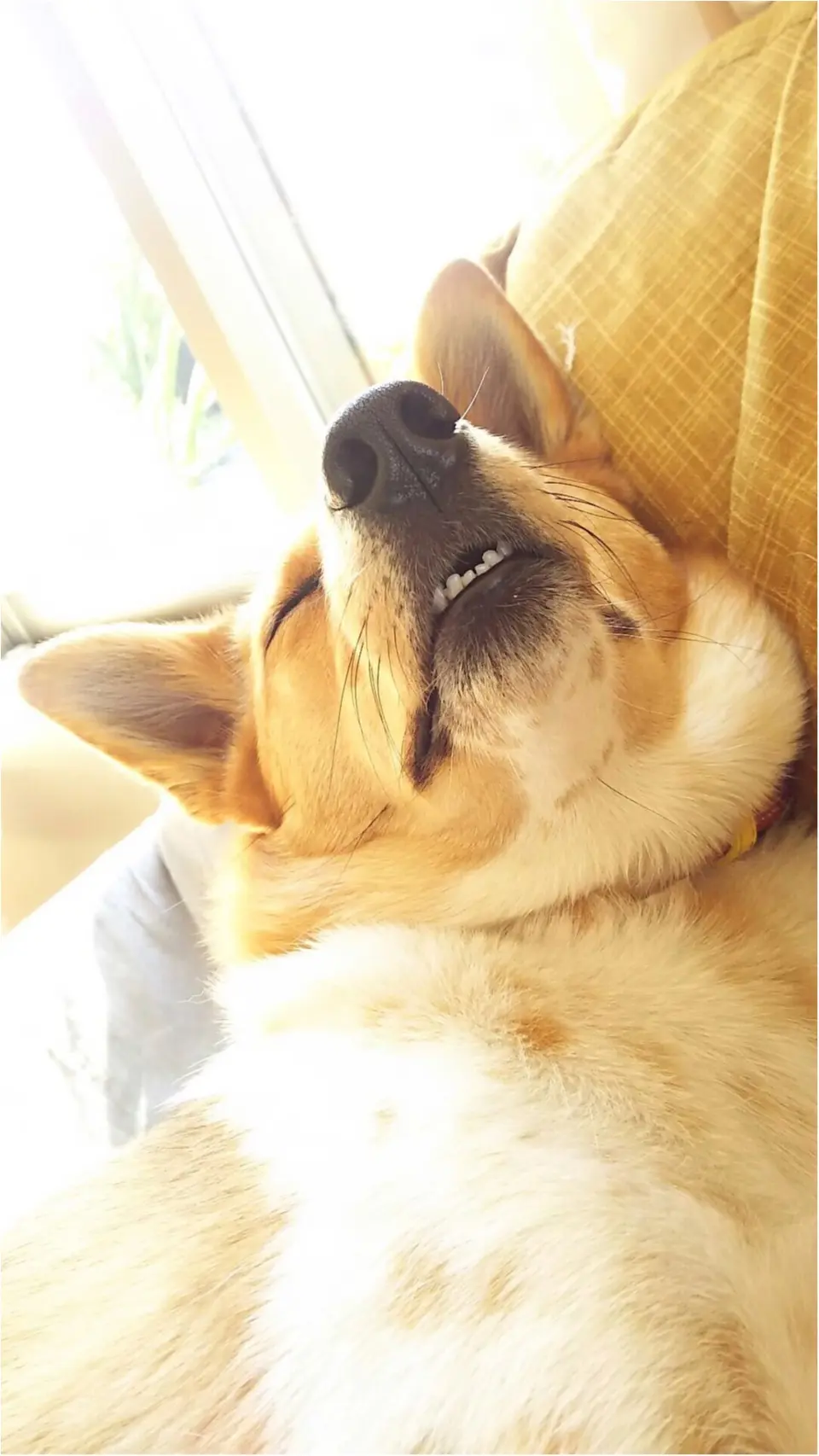【今日のわんこ】これぞBA·KU·SU·I! こだまちゃんはお昼寝中♪_1