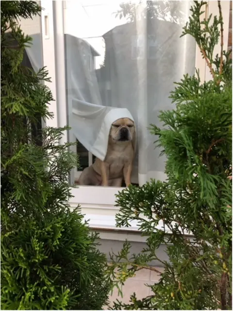 【今日のわんこ】「ちょっと! 私をおいてどこ行くのよ!!」不機嫌顔のまつこ_1