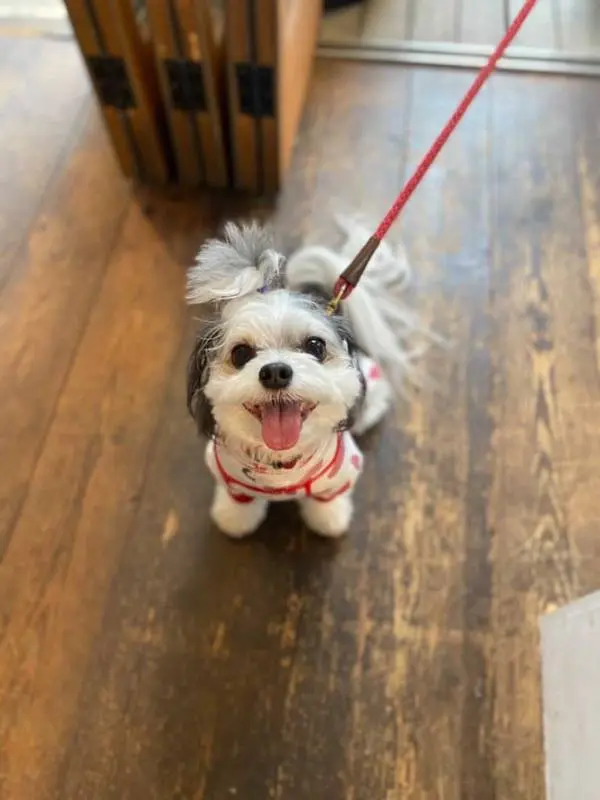 今週のわんこ 太郎くんと愉快な犬仲間たちが久しぶりに集合 今日のわんこ にゃんこ Daily More