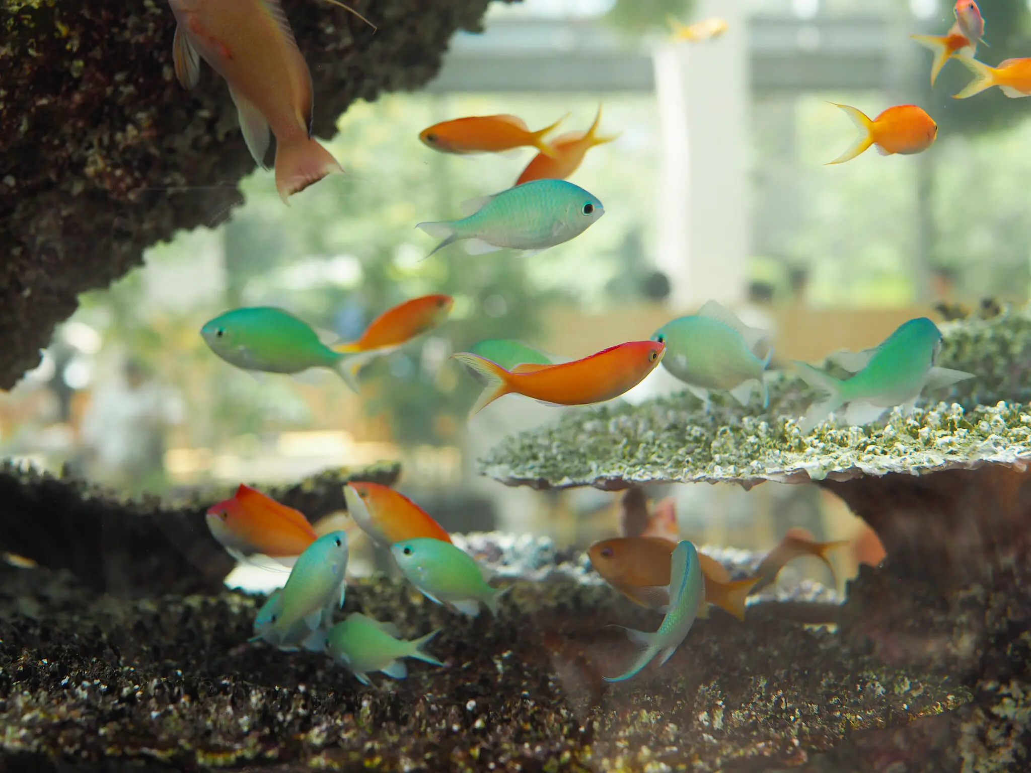 【スタバ×植物園?!】噂のスポット「HANA・BIYORI」徹底レポ!♡ 〜スタバ編〜_3