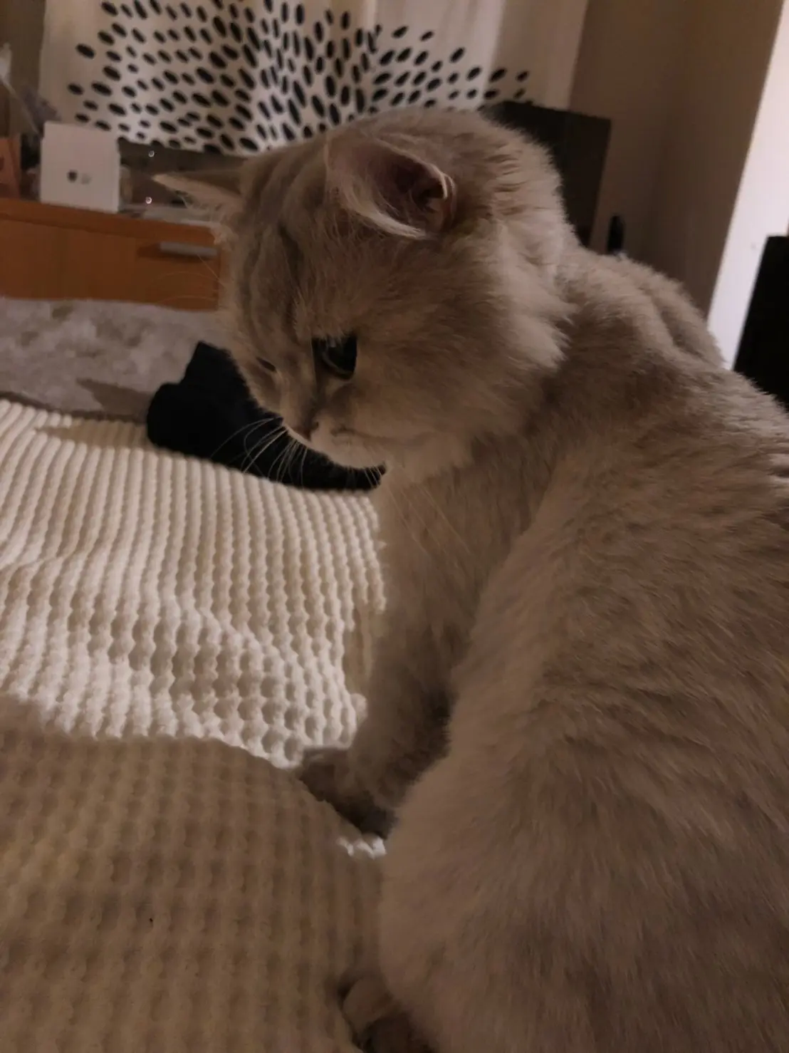 【今日のにゃんこ】何して遊ぼう? 考えてるココンちゃん_1
