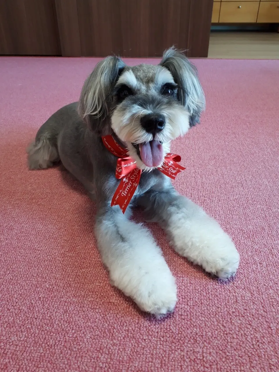 トリミングをした犬・サクラちゃん