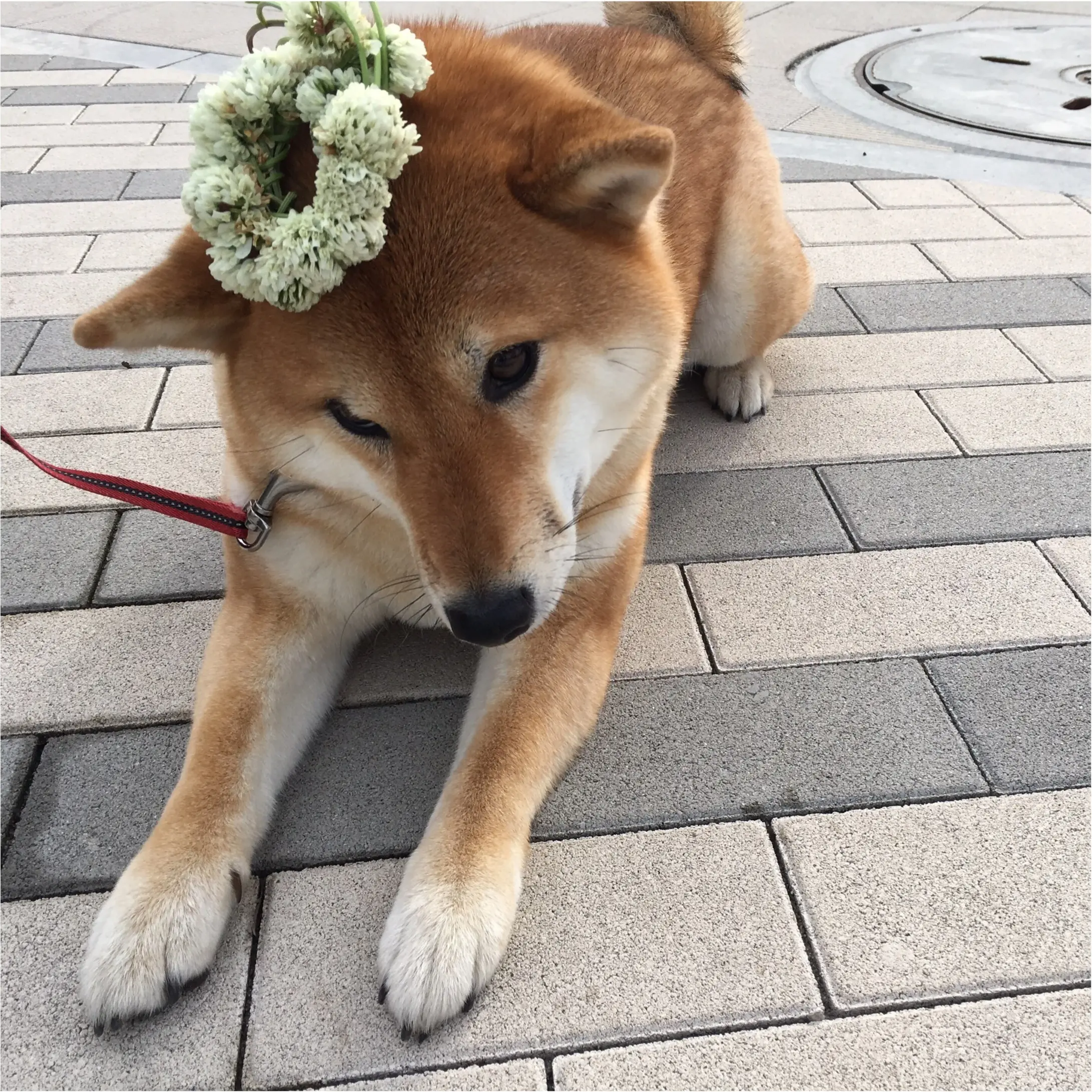 ★柴犬ナッツとお散歩コーデ★_7