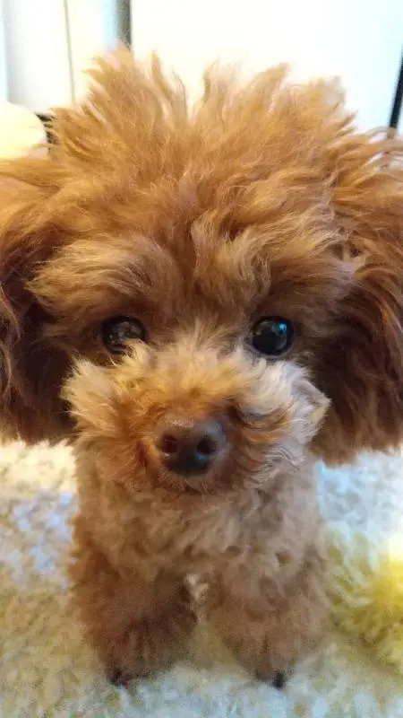 おやつを待っている犬・テテちゃん