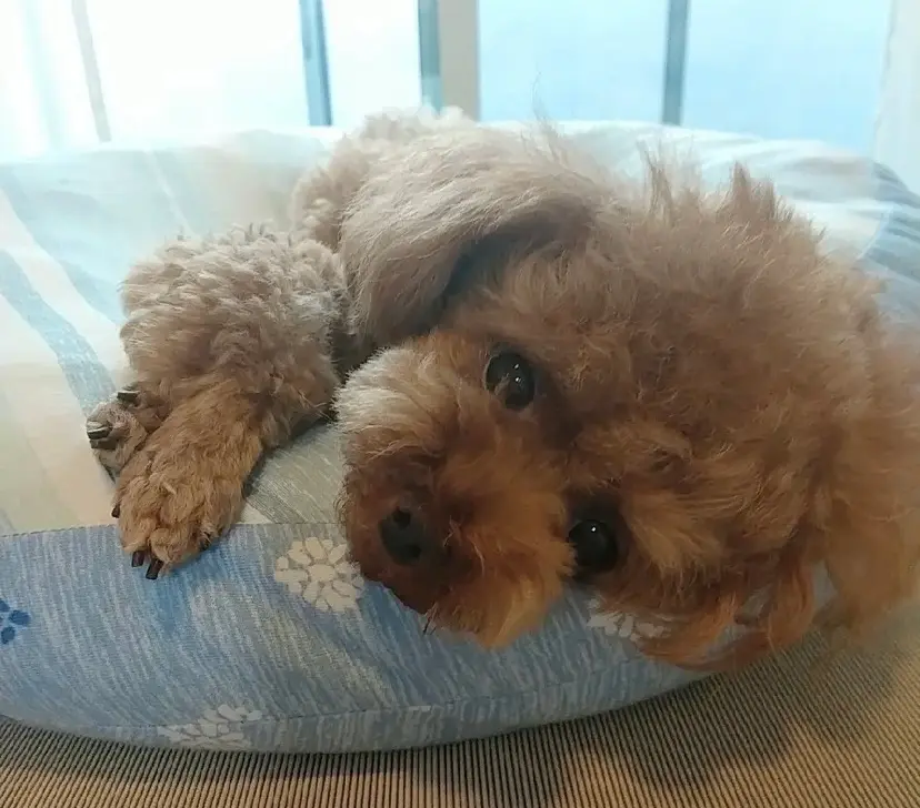 犬 テテちゃんの瞳がキラキラの理由とは Happy Plus ハピプラ