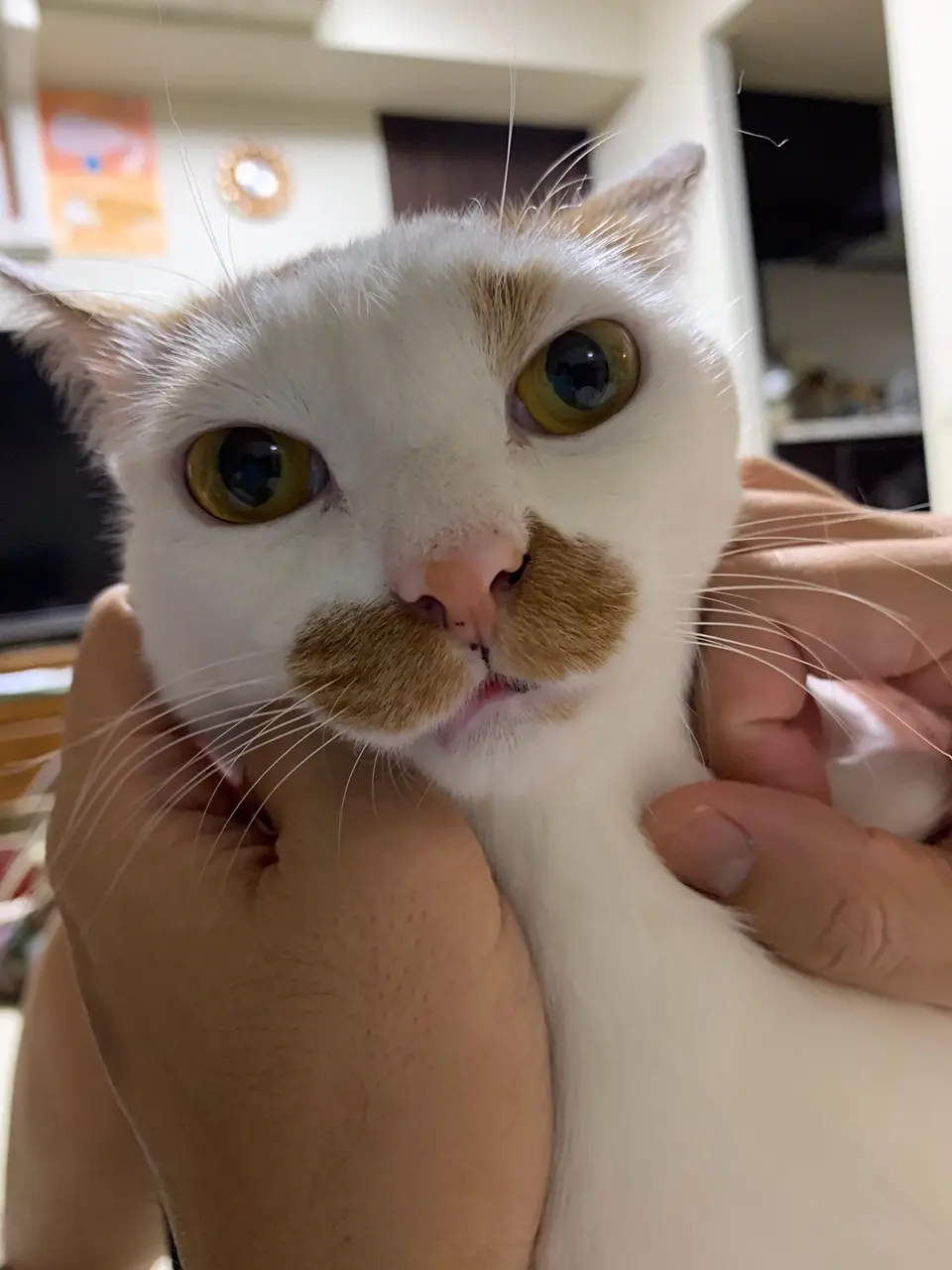 【今日のにゃんこ】マッサージされて、とろ~んとするラビくん_1