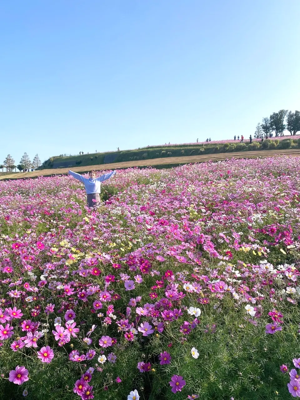 満開のコスモスが見頃 あわじ花さじきへ Moreインフルエンサーズブログ Daily More