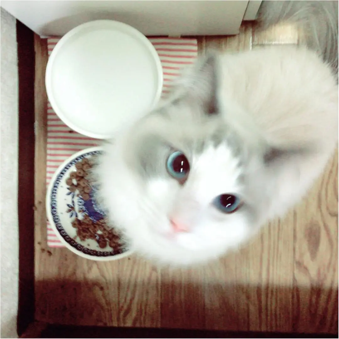 【今日のにゃんこ】カイくんの“うるうるブルーアイ”にうっとり_1