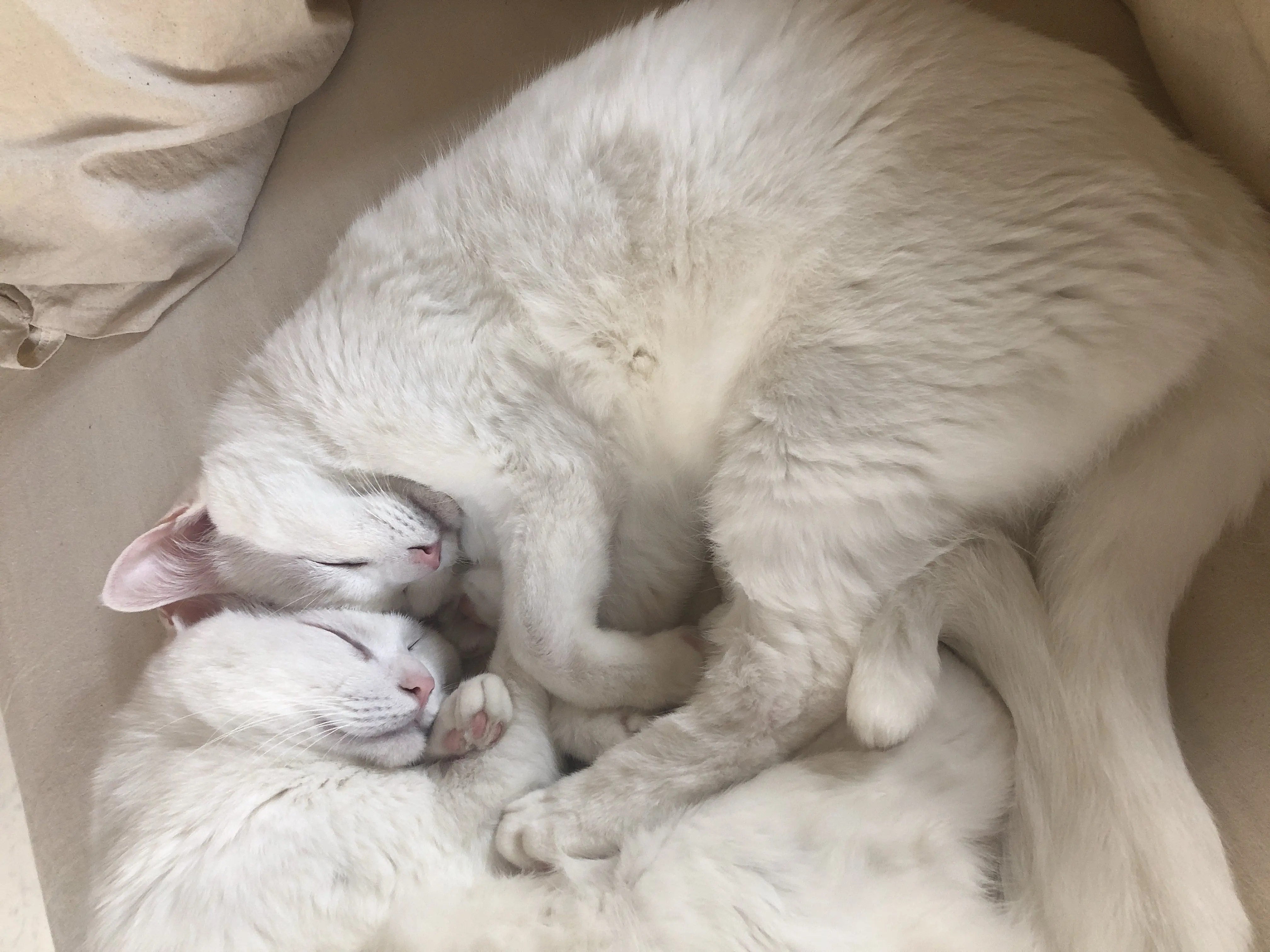 人気ヘア&メイクpaku⭐︎chanさんの「癒しをおすそわけ♡」なおうち時間【STAY HOMEなあなたへ】_2