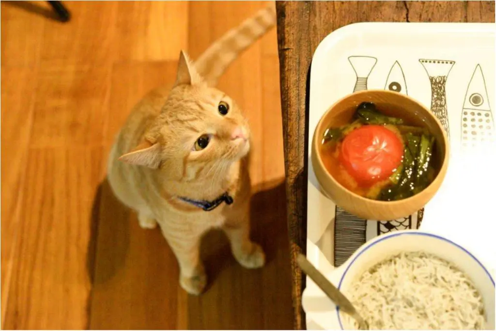 本日のにゃんこ ちゃとらんくん_1