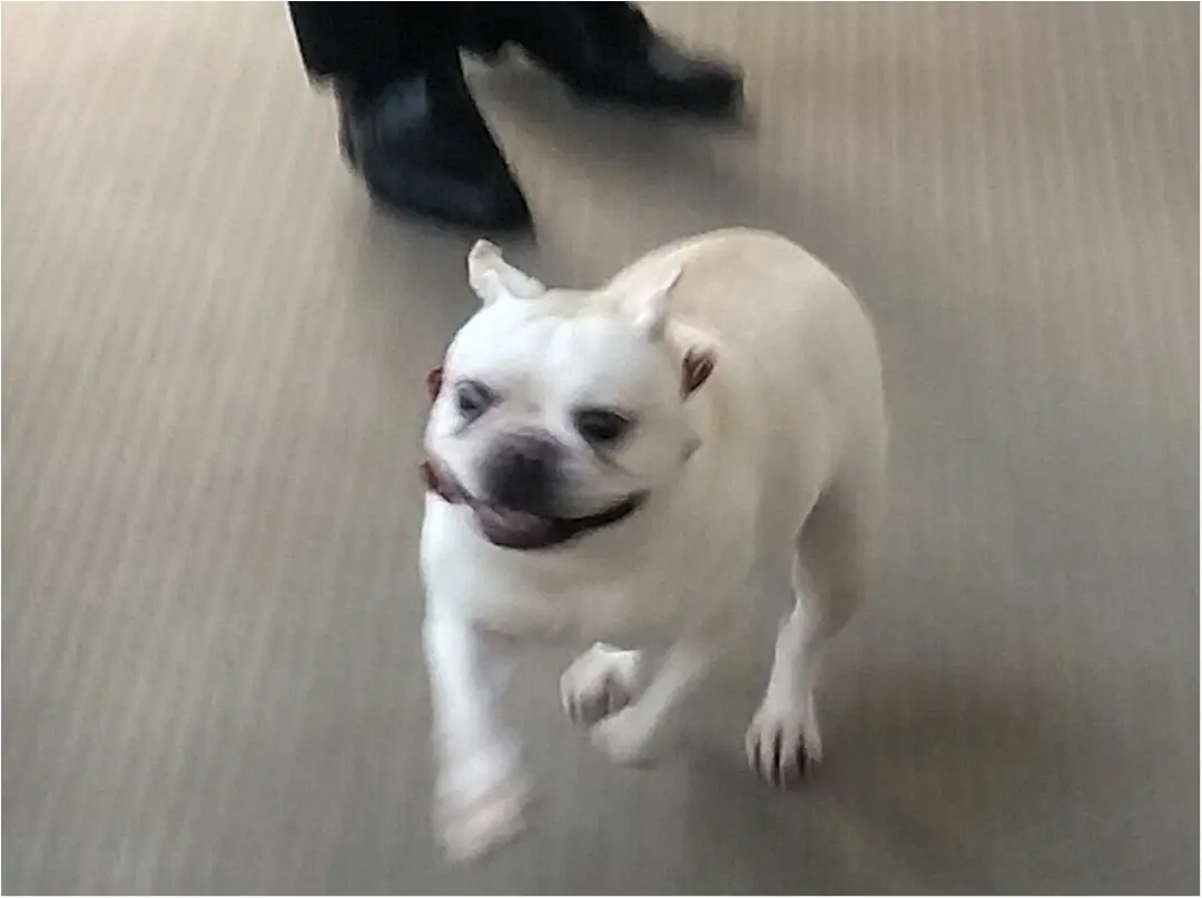 【今日のわんこ】行かないで~! パパのお出かけを邪魔するモカちゃん_1