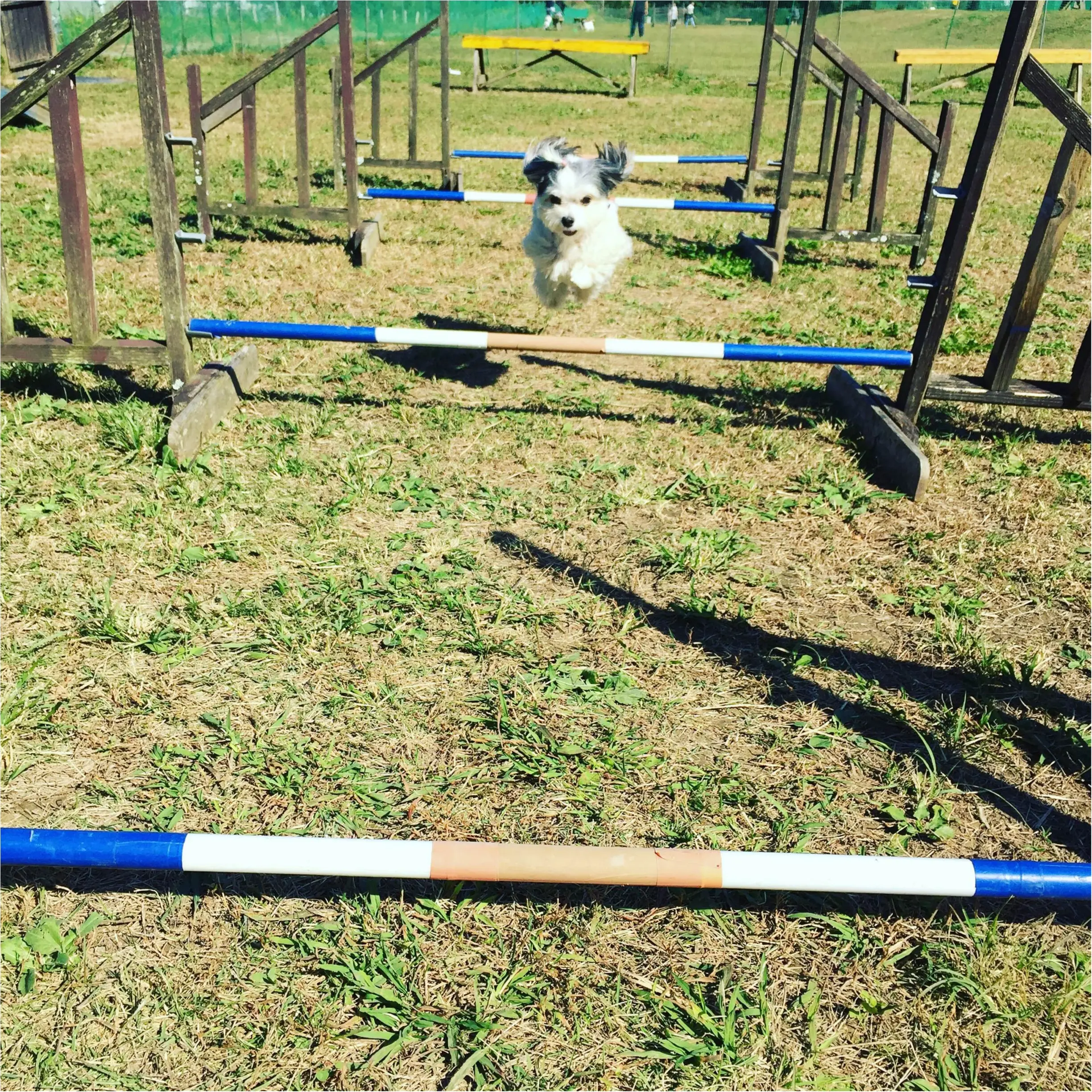 【今日のわんこ】大ジャンプ! 太郎くんはスポーツの秋を満喫中_1