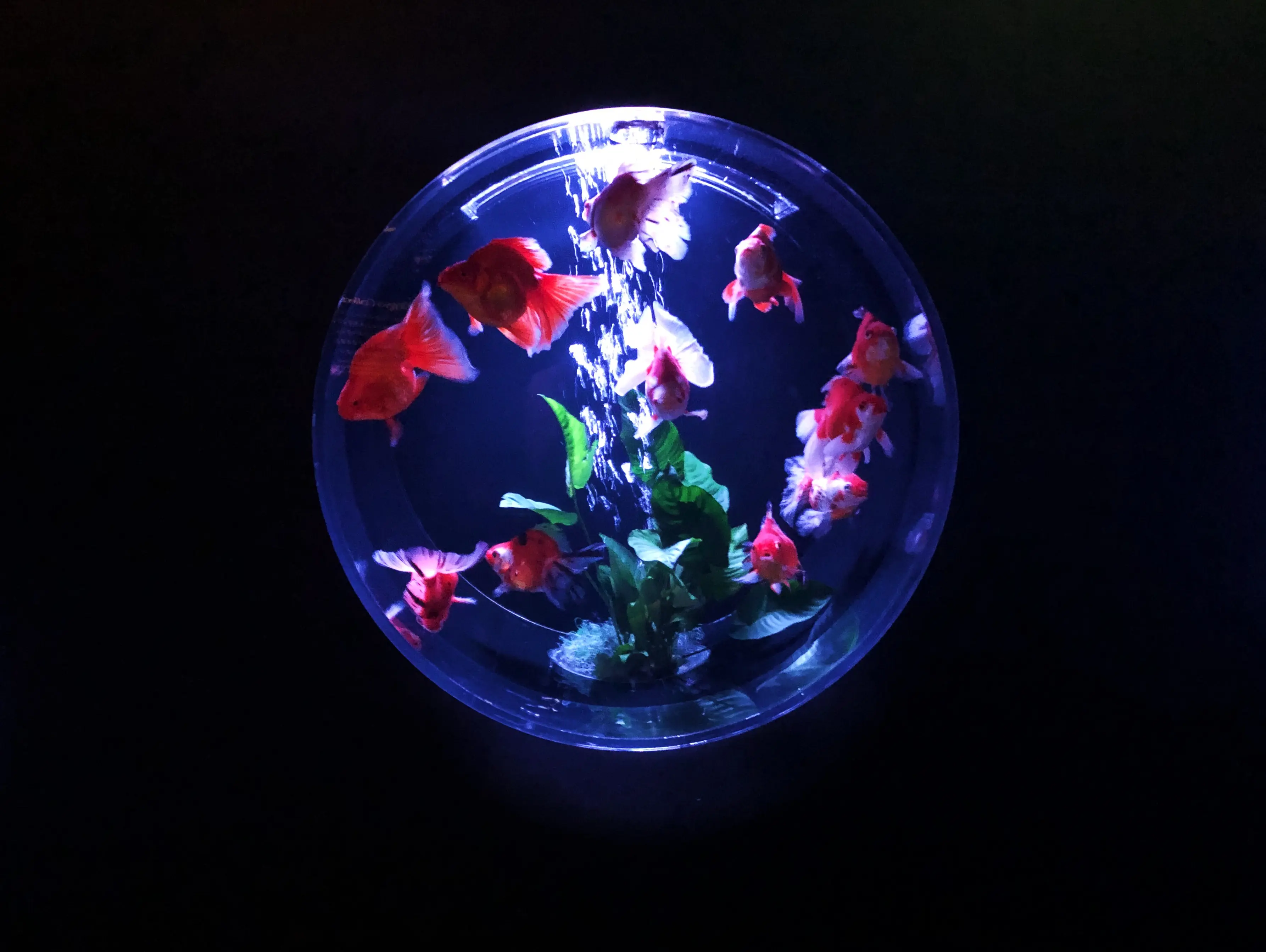 【日本橋】アートアクアリウム2019に行ってきました♡【ファンタジーの世界】_10