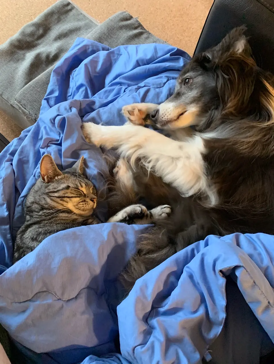 犬・リクくんの隣で昼寝をする猫・ソラくん