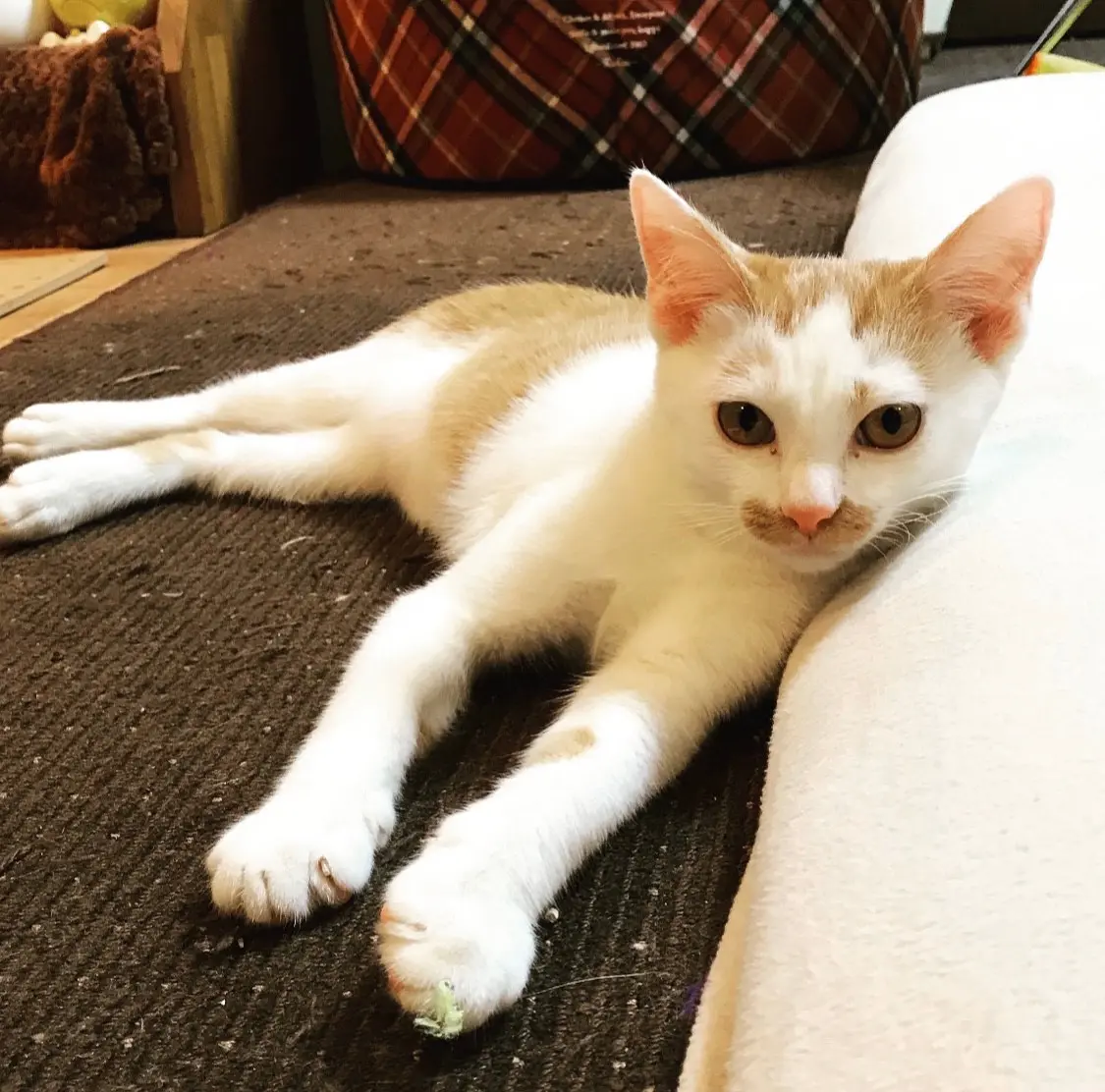 【今日のにゃんこ】子猫時代のラビくんも可愛すぎる♡_1