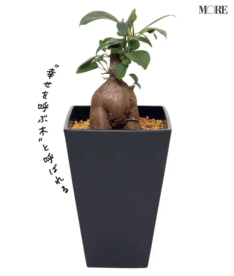 初心者におすすめの植物ガジュマル